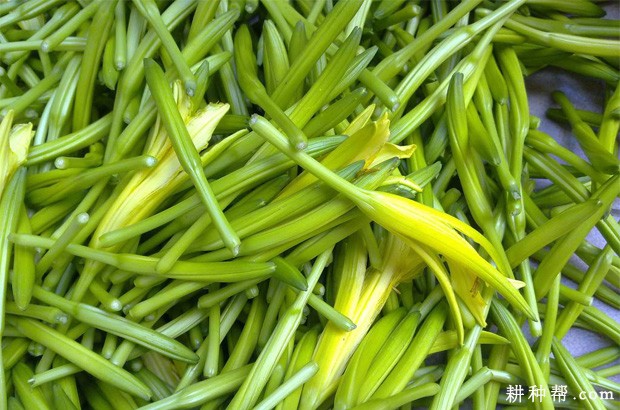 黄花菜有哪些功效与作用? 黄花菜有哪些功效与作用?