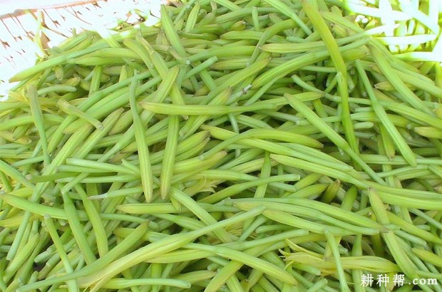 黄花菜有哪些功效与作用? 黄花菜有哪些功效与作用?