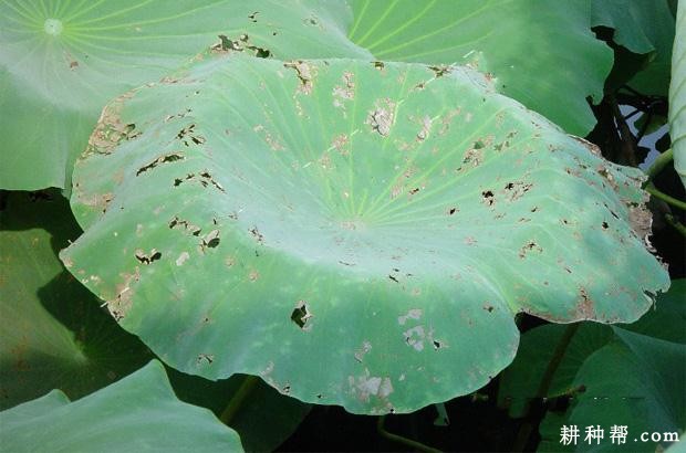 莲藕叶点霉烂叶病如何防治？