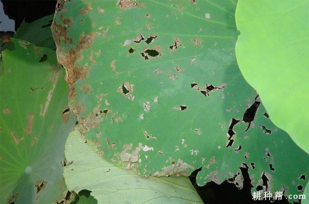 莲藕叶点霉烂叶病如何防治？