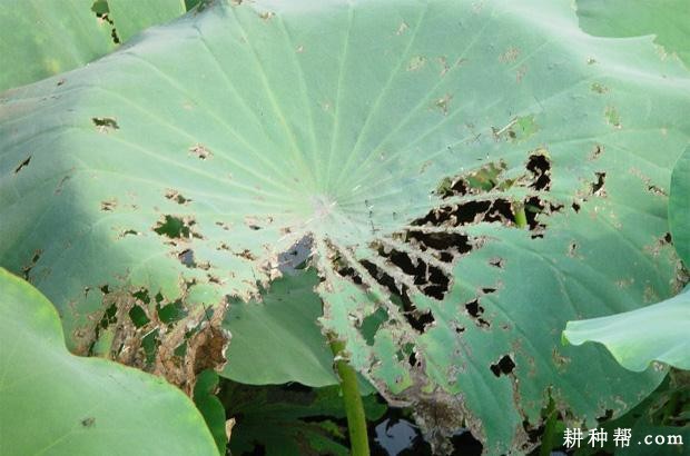 莲藕叶点霉烂叶病如何防治？