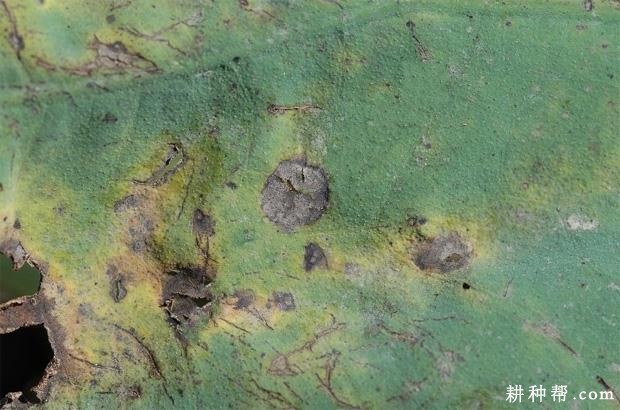 莲藕炭疽病如何防治？