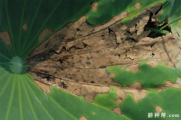 莲藕炭疽病如何防治？