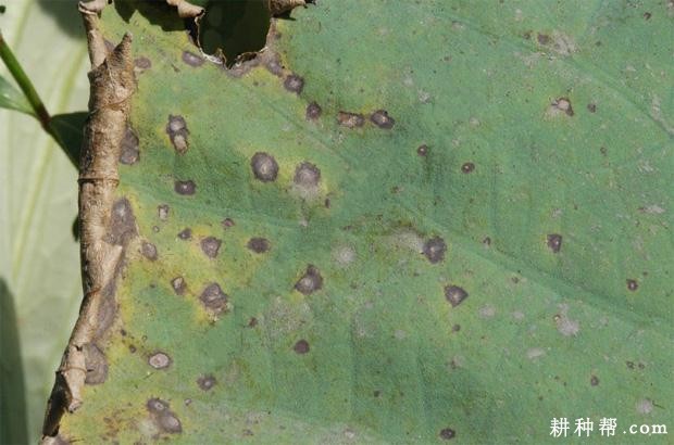 莲藕炭疽病如何防治？