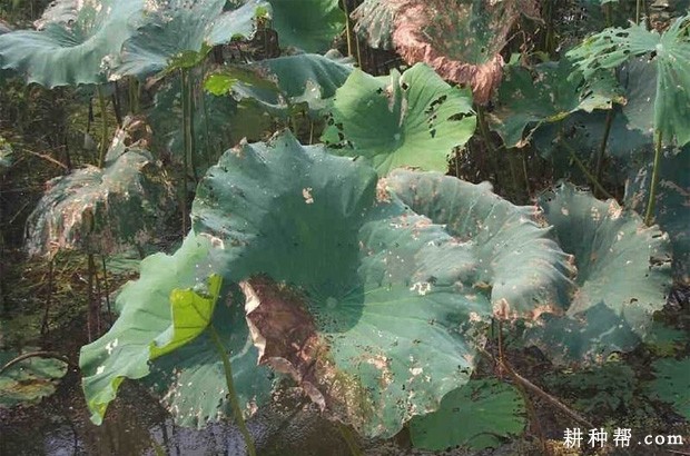 莲藕如何防治斜纹夜蛾？