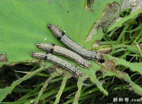 莲藕如何防治斜纹夜蛾？
