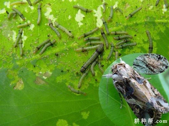 莲藕如何防治斜纹夜蛾？