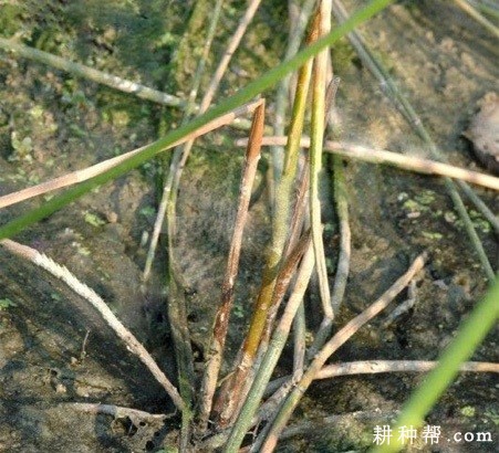 马蹄杆枯病如何防治？