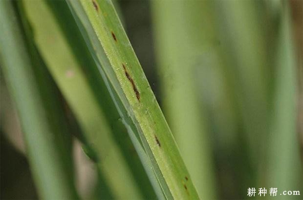 茭白瘟病如何防治？