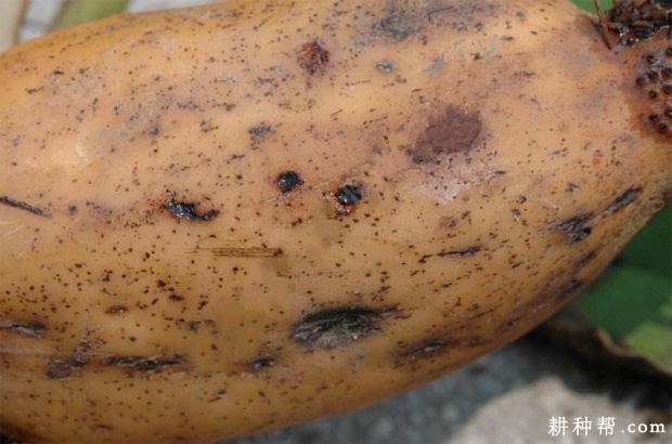 莲藕根金花虫如何防治？