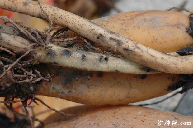 莲藕根金花虫如何防治？