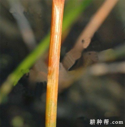 马蹄杆枯病如何防治？