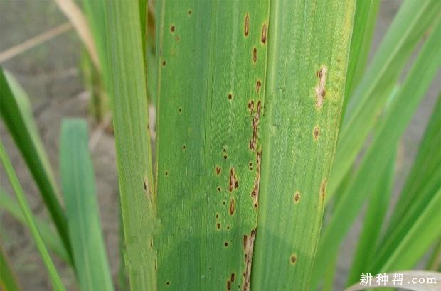 茭白瘟病如何防治？