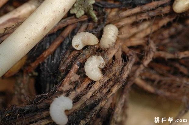 莲藕根金花虫如何防治？