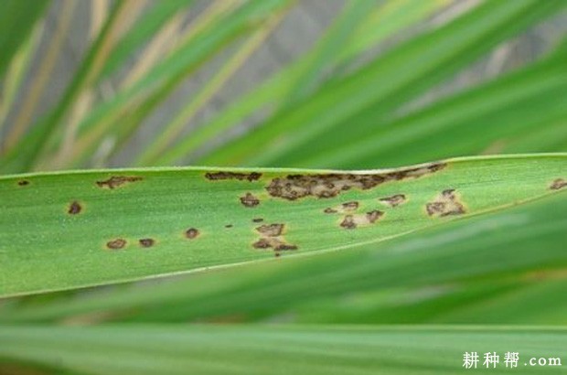茭白瘟病如何防治？