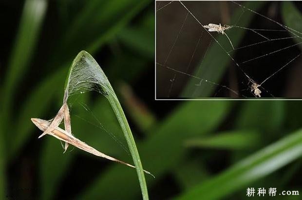 莲藕如何防治莲潜叶摇蚊？