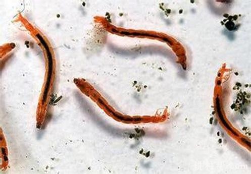 莲藕如何防治莲潜叶摇蚊？