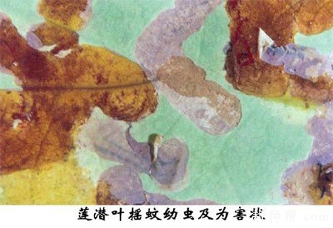 莲藕如何防治莲潜叶摇蚊？