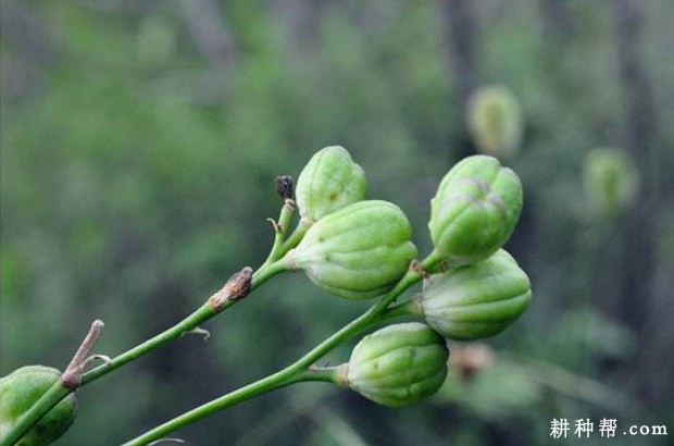 黄花菜的果实和种子什么特点？