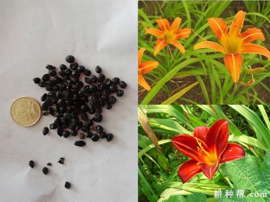 黄花菜的果实和种子什么特点？