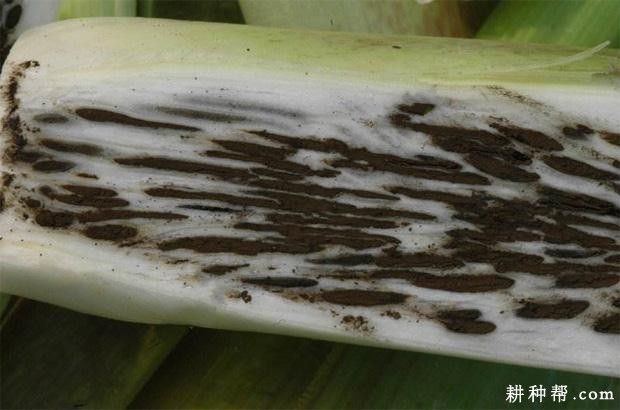 茭白黑粉病如何防治？