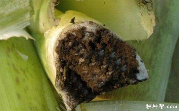 茭白黑粉病如何防治？