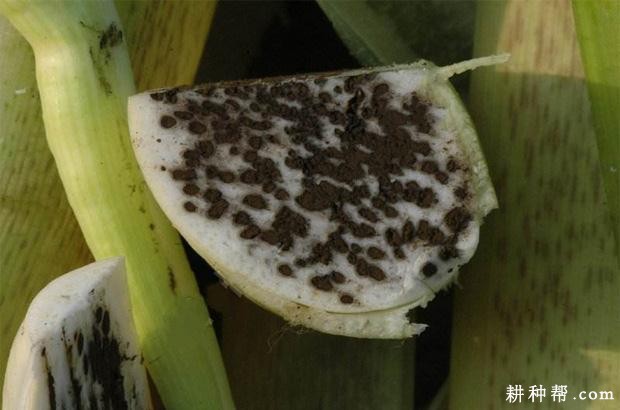 茭白黑粉病如何防治？