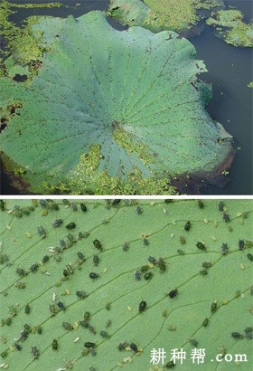 莲藕如何防治莲缢管蚜？