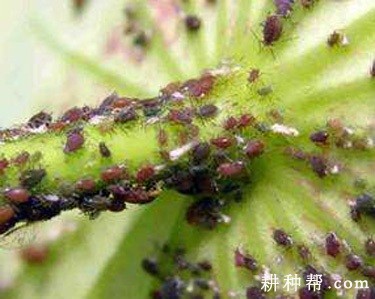莲藕如何防治莲缢管蚜？