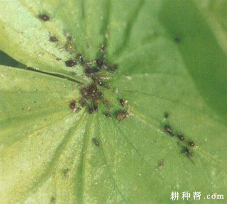 莲藕如何防治莲缢管蚜？