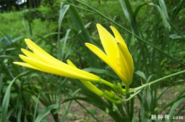 黄花菜开花有什么特点？