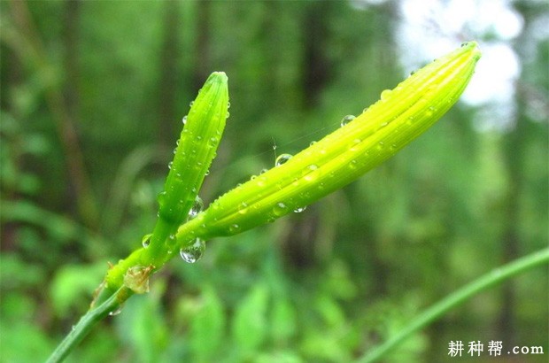 黄花菜开花有什么特点？
