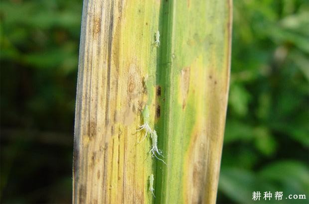 茭白纹枯病如何防治？