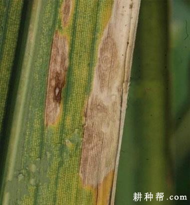 茭白纹枯病如何防治？