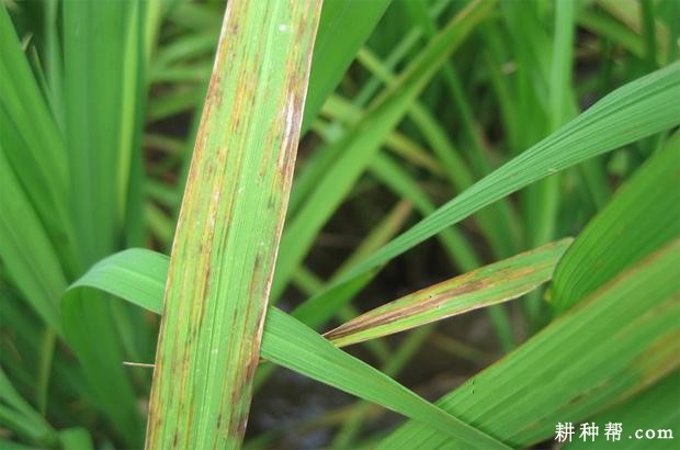 茭白纹枯病如何防治？