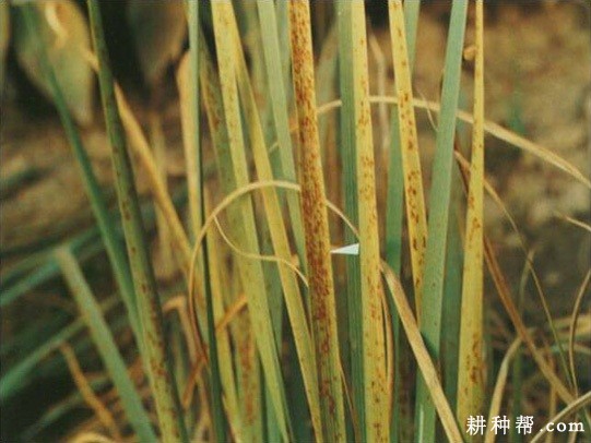 茭白锈病如何防治？