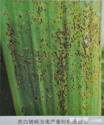 茭白锈病如何防治？