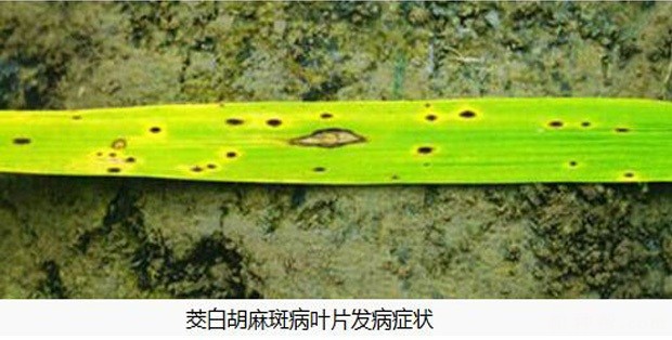 茭白胡麻斑病如何防治？