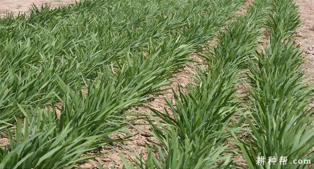 晋韭1号韭菜品种好不好? 晋韭1号韭菜品种好不好?