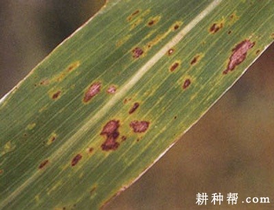 茭白胡麻斑病如何防治？