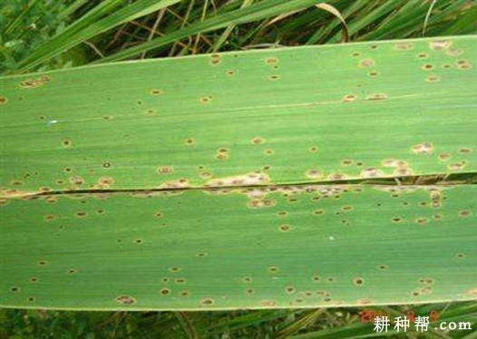 茭白胡麻斑病如何防治？