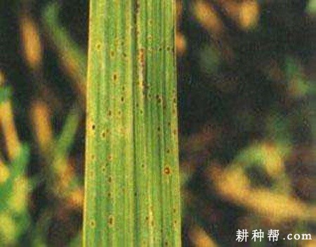 茭白胡麻斑病如何防治？