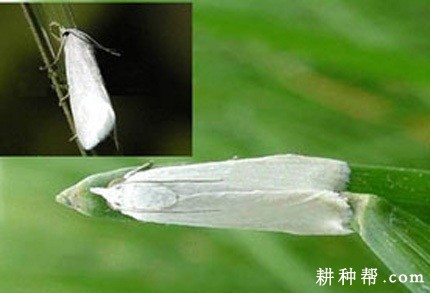 马蹄白禾螟如何防治？