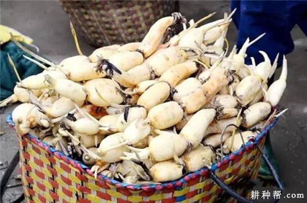 柳白玉藕莲藕品种好不好？