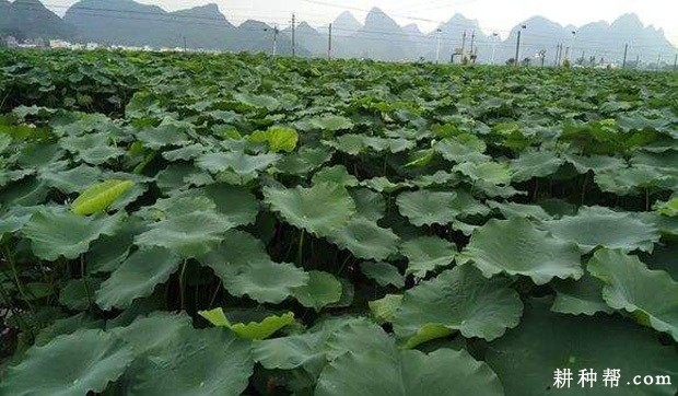 柳白玉藕莲藕品种好不好？