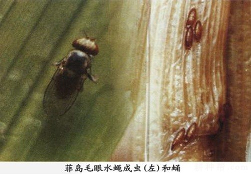 茭白如何防治菰毛眼水蝇? 茭白如何防治菰毛眼水蝇?