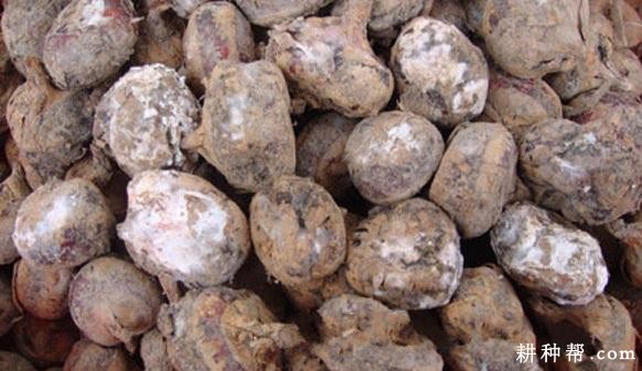 马蹄灰霉病如何防治？