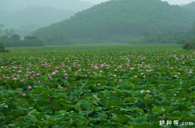 鄂子莲1号莲藕品种好不好? 鄂子莲1号莲藕品种好不好?