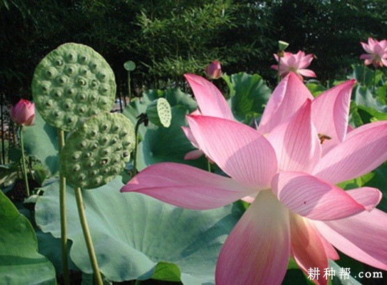 鄂子莲1号莲藕品种好不好? 鄂子莲1号莲藕品种好不好?