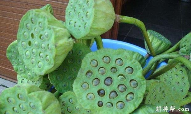 鄂子莲1号莲藕品种好不好? 鄂子莲1号莲藕品种好不好?